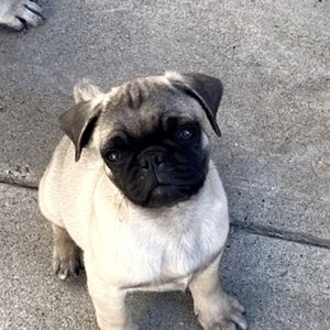 Meet your Posher, Soozy